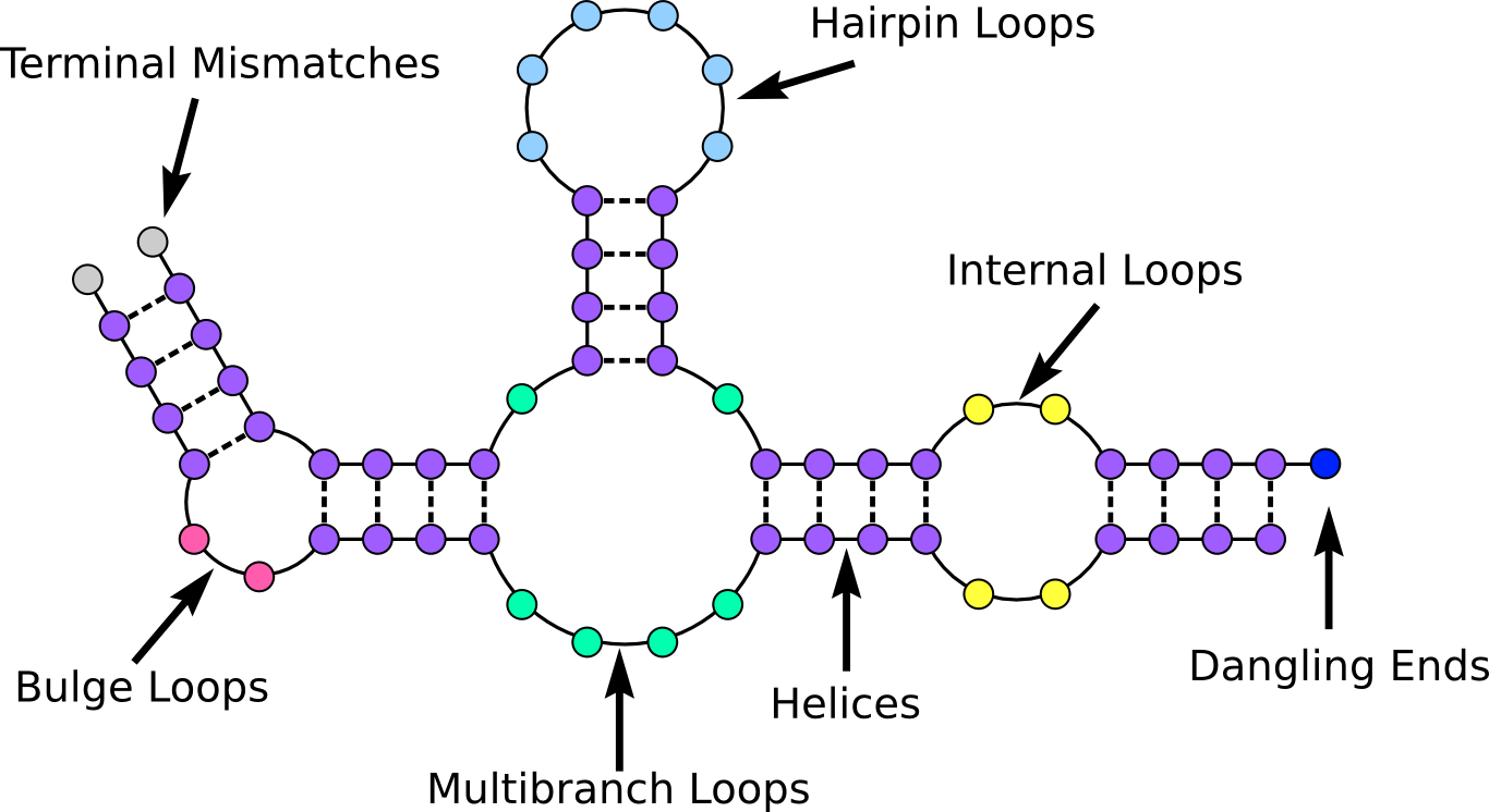 RNA Secondary Structure · Wiki · DAVID H MATHEWS / bootcamp · GitLab